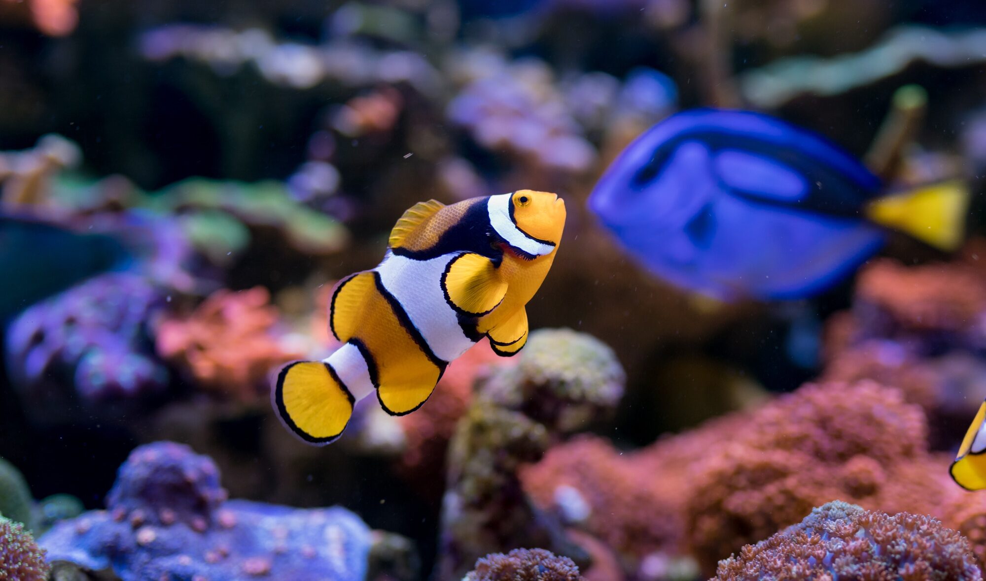 Coral fish in home reef aquarium