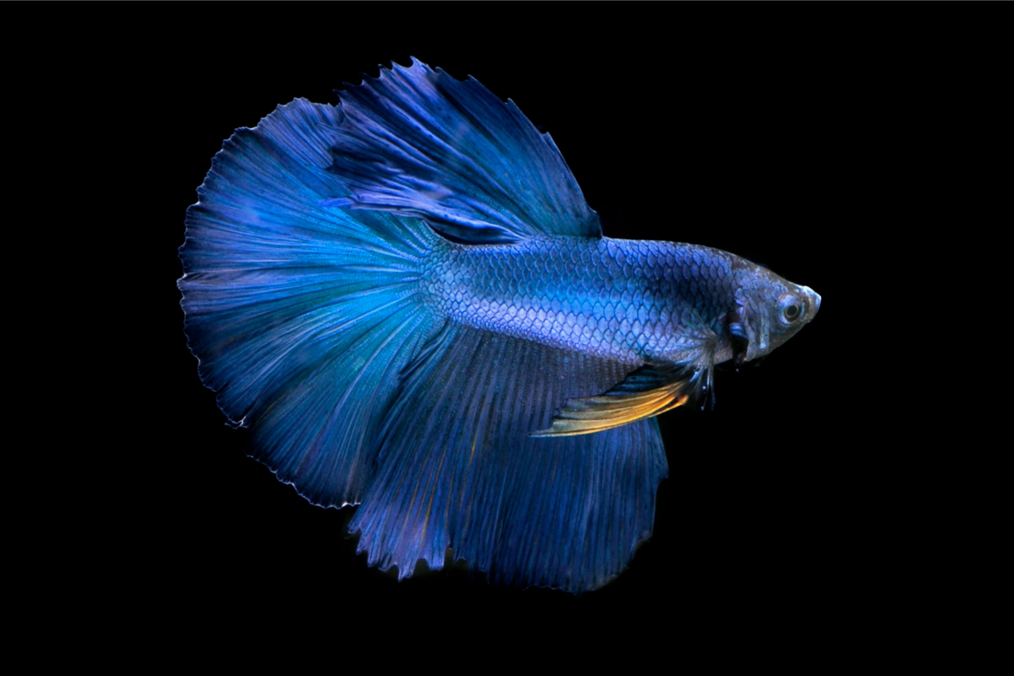 Descopera Lumea Fascinanta a Pestelui Betta si Invata cum sa-l Ingrijesti Descopera Lumea Fascinanta a Pestelui Betta si Invata cum sa-l Ingrijesti