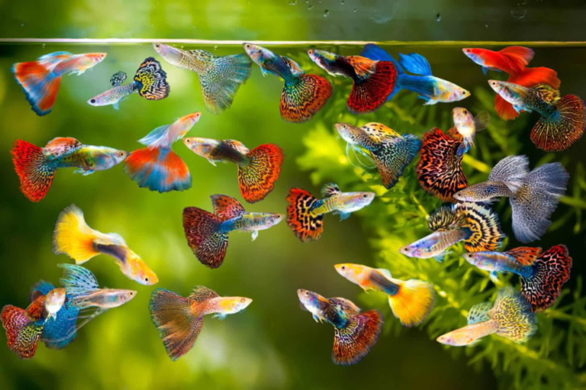 Guppy (Poecilia reticulata) – Ghid Complet pentru Ingrijirea Celui mai Popular Peste de Acvariu Guppy (Poecilia reticulata) – Ghid Complet pentru Ingrijirea Celui mai Popular Peste de Acvariu