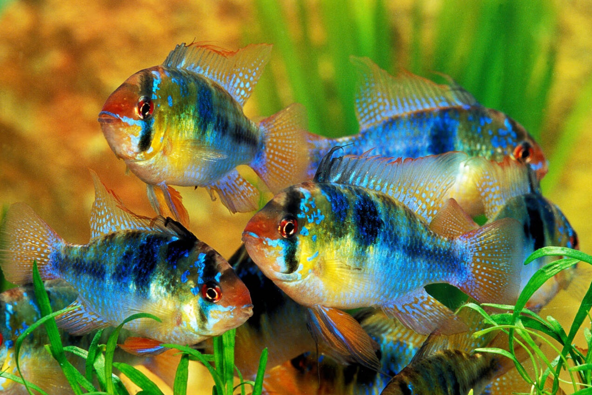 Ramirezi (Mikrogeophagus ramirezi) – Ghid Complet pentru Îngrijirea, Compatibilitatea și Reproducerea Acestor Ciclizi Pitici Ramirezi (Mikrogeophagus ramirezi) – Ghid Complet pentru Îngrijirea, Compatibilitatea și Reproducerea Acestor Ciclizi Pitici