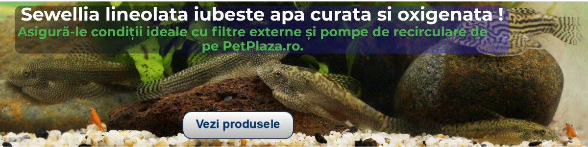 Sewellia lineolata – O Alegere Inedită pentru Acvariștii Pasionați. Ghid Complet pentru Îngrijire, Compatibilitati și Amenajarea Acvariului