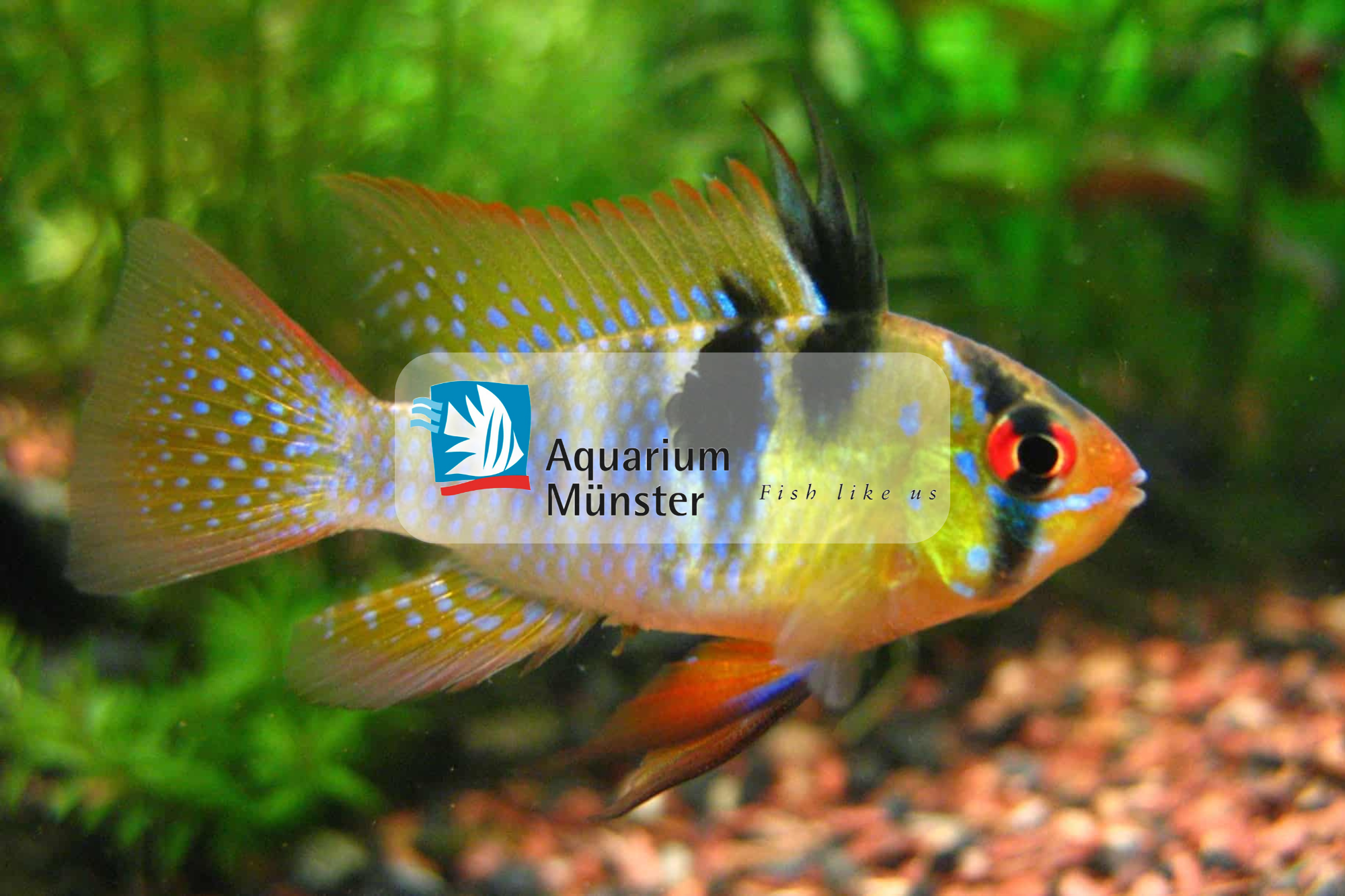 Cum Tratezi Bolile la Peștii de Acvariu – Ghid Practic pentru Tratamentele Aquarium Münster Cum Tratezi Bolile la Peștii de Acvariu - Ghid Practic pentru Tratamentele Aquarium Münster