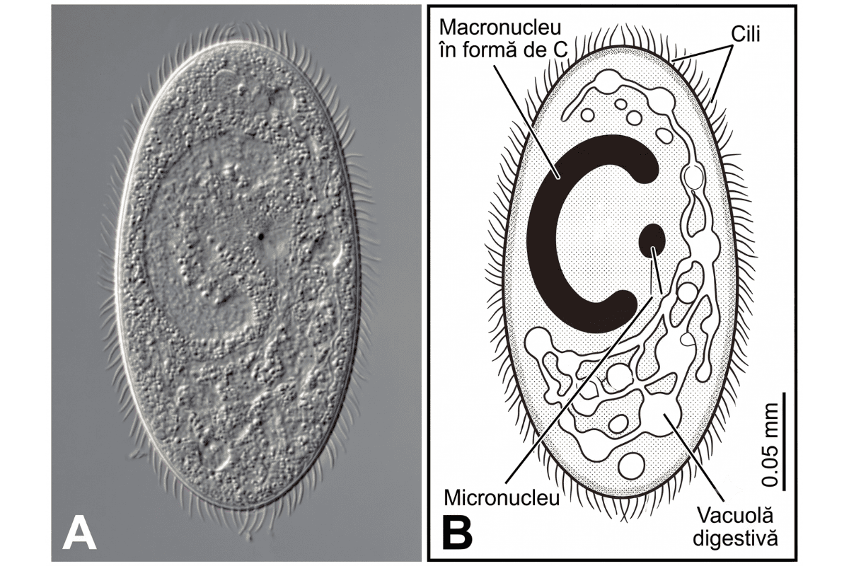 O imagine comparativă de tip diagramă, împărțită în două secțiuni etichetate cu A și B, care ilustrează structura anatomică a protozoarului parazit Ichthyophthirius multifiliis. În secțiunea stângă (A) este prezentată o micrografie realistă la microscop a parazitului, de formă ovală, acoperit complet de cili vibratili fini pe întreaga suprafață exterioară. În secțiunea dreaptă (B) este prezentată o diagramă schematică detaliată cu text în limba română, indicând elementele interne principale: macronucleul caracteristic în formă de C, micronucleul adiacent, cilii și vacuolele digestive, pe un fundal alb cu o scară grafică de 0.05 mm.